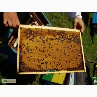Матковивідна пасіка пропонує бджоломатки КАРПАТКИ і КАРНІКИ