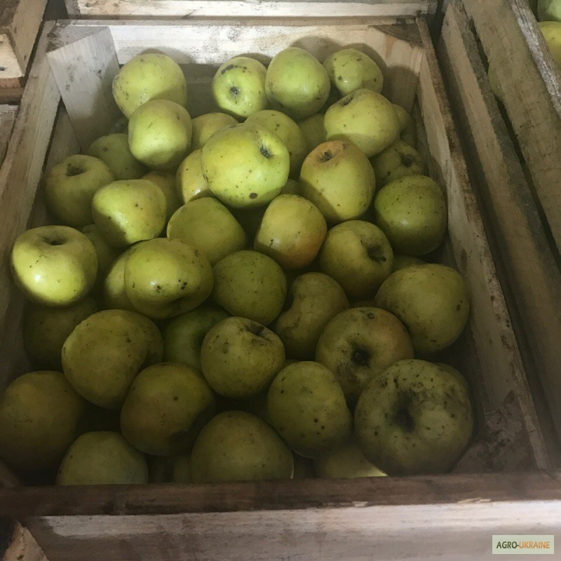 Яблука оптом від виробника, Хмельницький