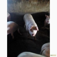 Продам свиней 30 голов бекон