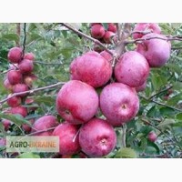 Яблуня флорина (однорічні та дворічні)