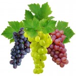 Порошок виноградных косточек (ПВК)