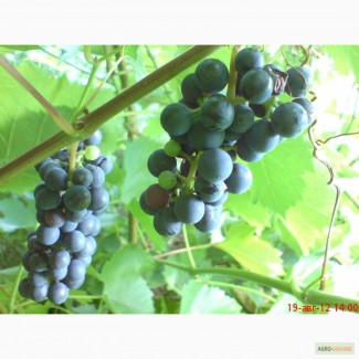 Куплю технический виноград Мерло, Каберне, Совиньон, Шардоне, Сира и др. 500 - 5.000 кг