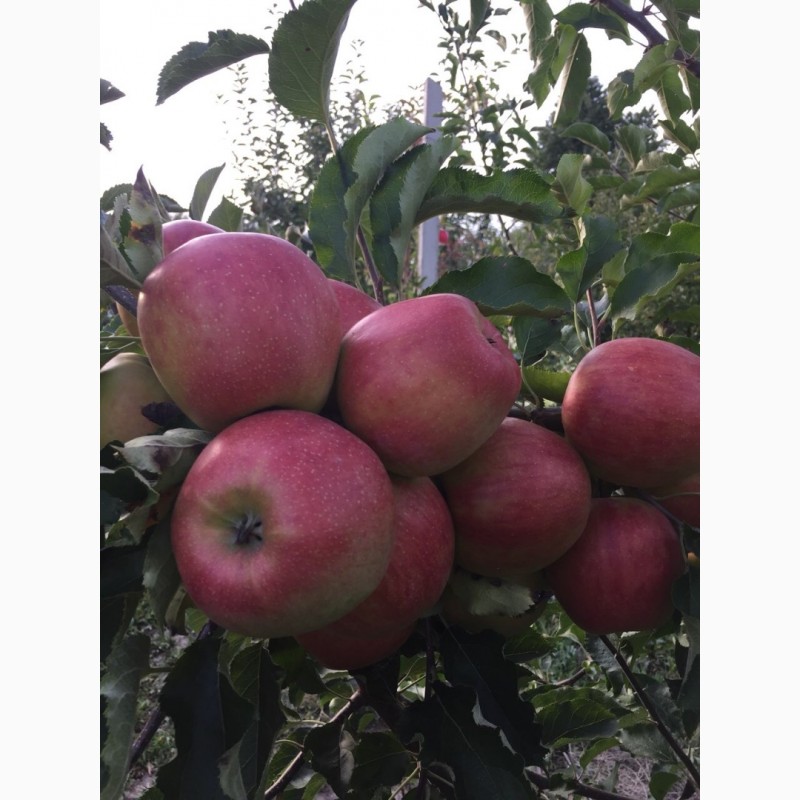 Зимние сорта яблонь для черноземья с фото