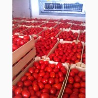 Продам отборный томат сливку 18, 5 т