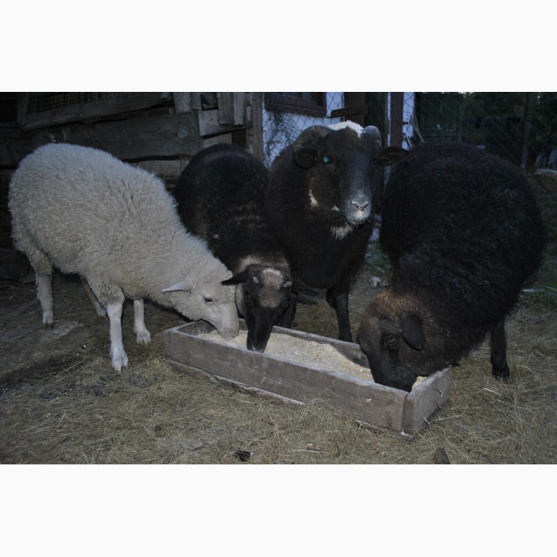 Фото 2. Продам овец