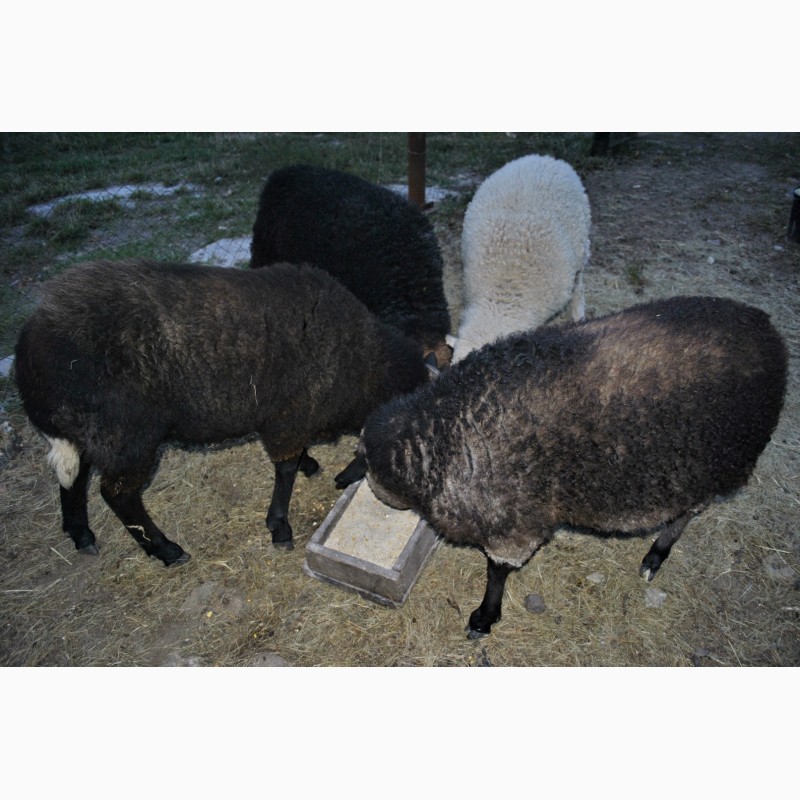 Фото 4. Продам овец