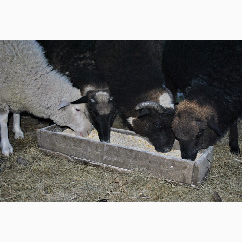 Фото 5. Продам овец