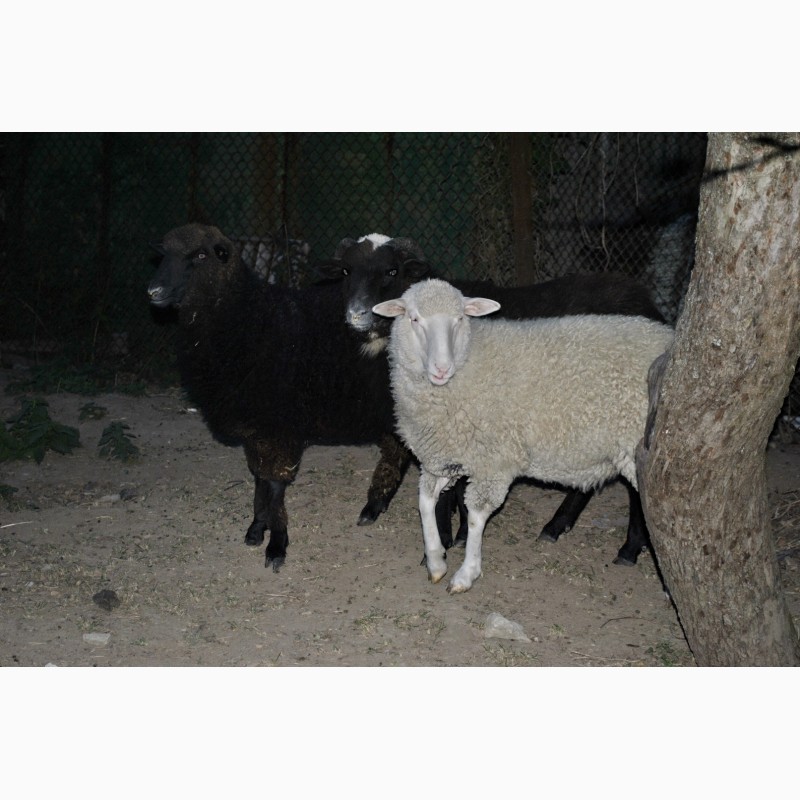 Фото 6. Продам овец