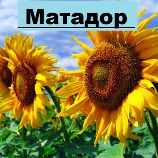 Насіннєва компанія «ГРАН» пропонує насіння соняшнику Матадор