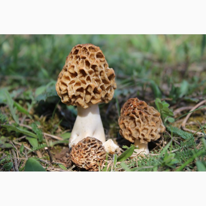 Фото 6. Продам сморчки сушені 2023 року, гриби, сморчок сушений, зморшок, зморшки, грибы сушеные