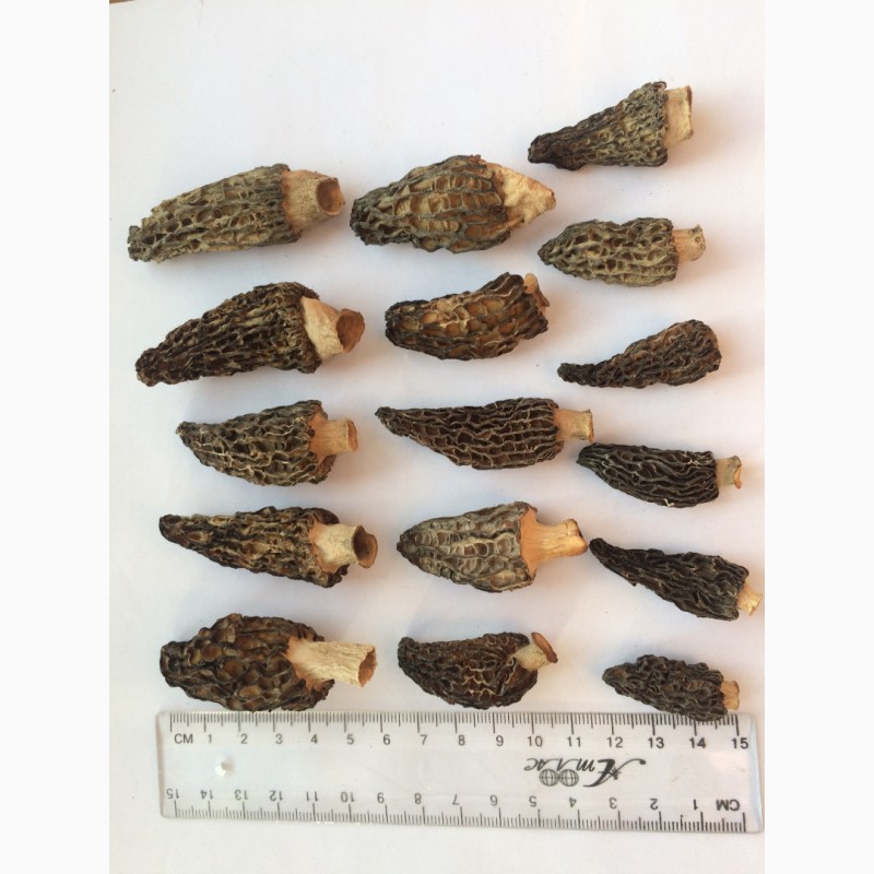 Фото 3. Продам сморчки сушені 2023 року, гриби, сморчок сушений, зморшок, зморшки, грибы сушеные