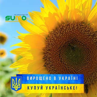 Насіння соняшнику Рекольд під гербіцид гранстар, 112-113 днів