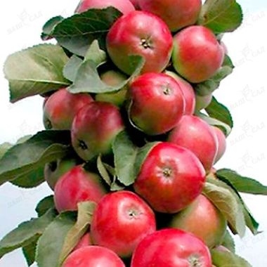 Фото 11. Саженцы элитных сортов плодово ягодных более 1200 товаров питомник