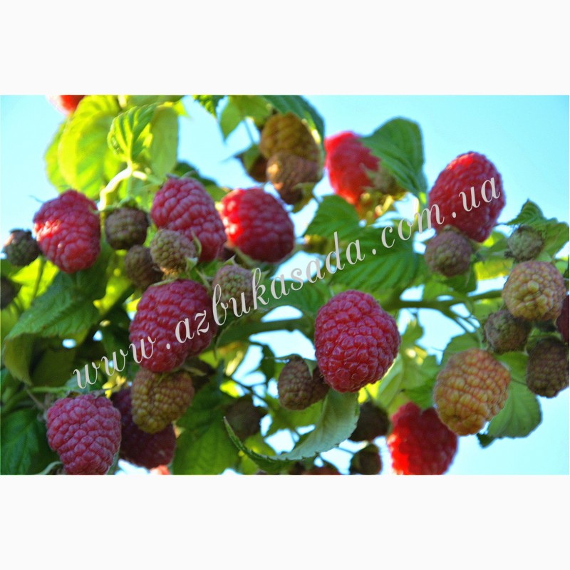 Фото 3. Саженцы элитных сортов плодово ягодных более 1200 товаров питомник