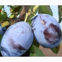 Саженцы элитных сортов плодово ягодных более 1200 товаров питомник