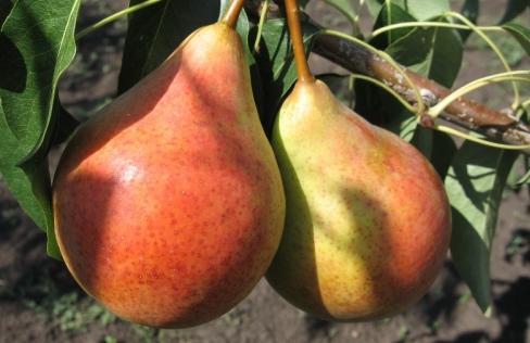 Фото 6. Саженцы элитных сортов плодово ягодных более 1200 товаров питомник