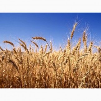 Підприємство закуповує за високими цінами пшеницю всіх класів