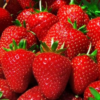 Фермерське господарство реалізує свіжі ягоди клубники