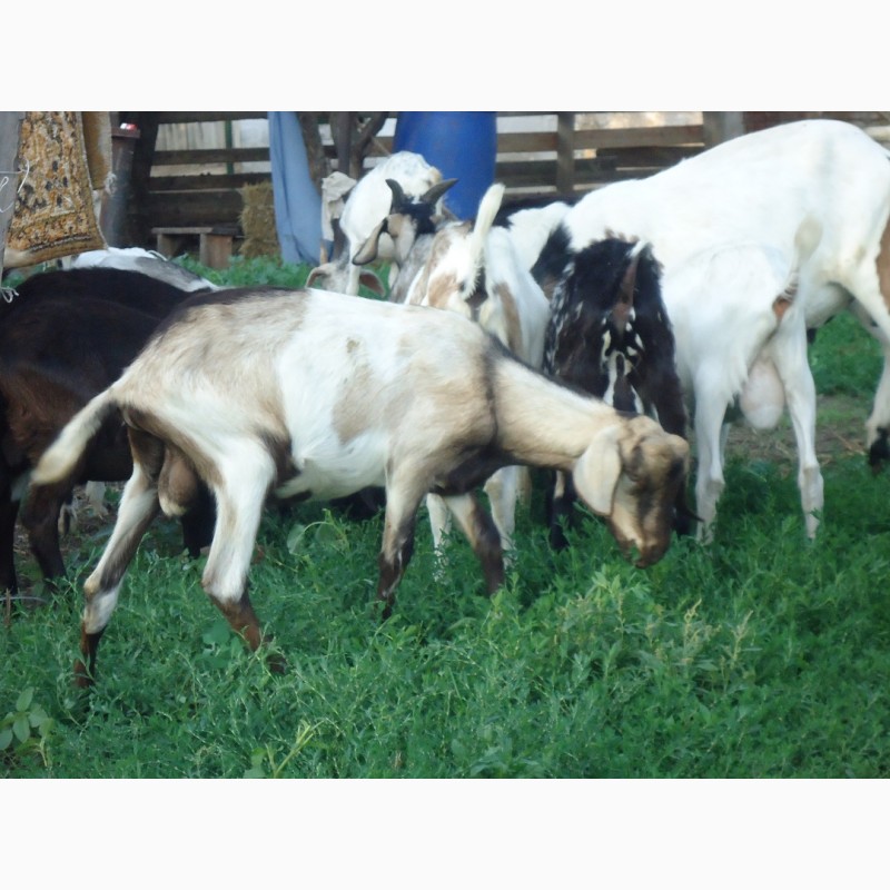 Фото 2. Продам пятимесячных нубийских козликов