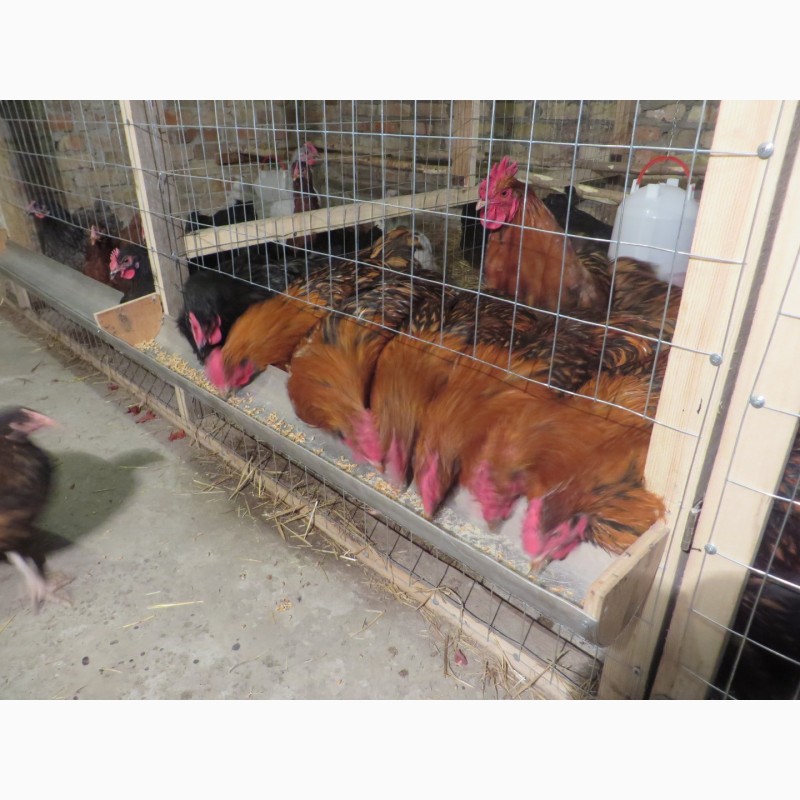 Фото 6. Ливенские ситцевые, орпингтоны. Подрощенные цыплята