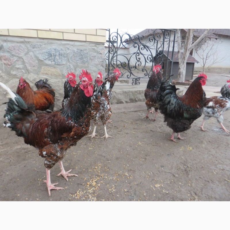 Фото 7. Ливенские ситцевые, орпингтоны. Подрощенные цыплята