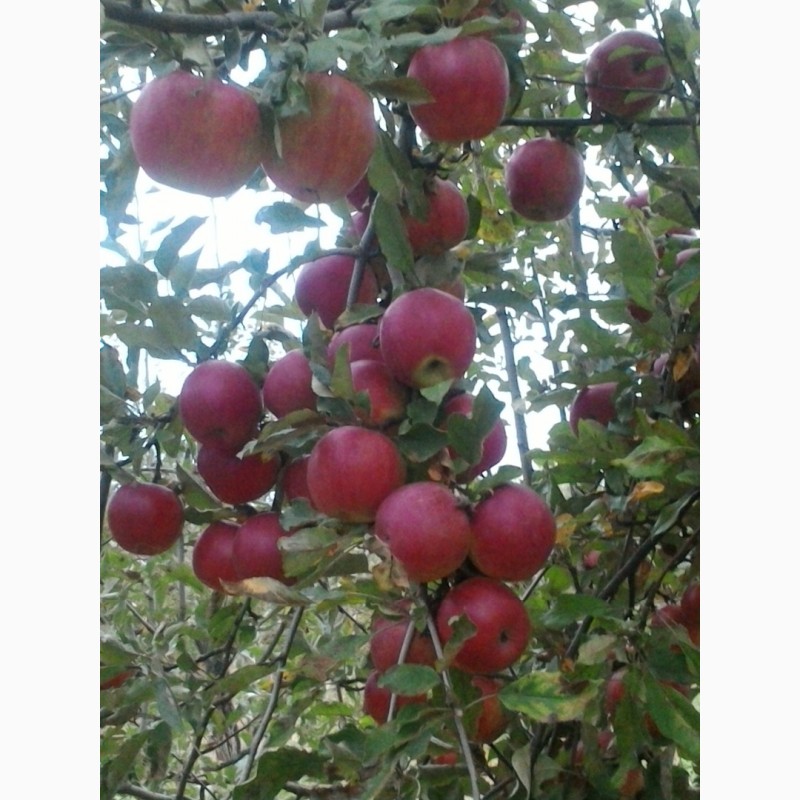 Фото 3. Продам яблука 2грн/кг