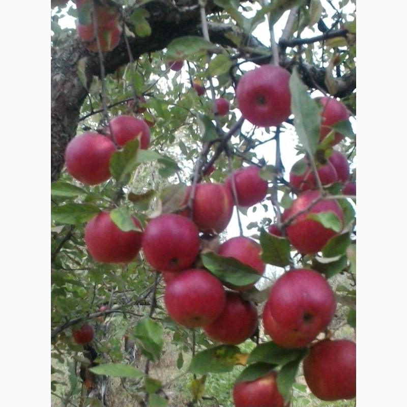 Фото 4. Продам яблука 2грн/кг