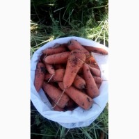 Куплю морковь 80 тонн 1-й сорт