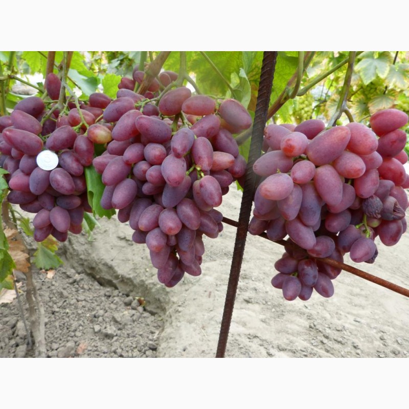 Фото 5. Продам 3- 4-х глазковые черенки винограда
