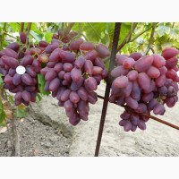 Продам 3- 4-х глазковые черенки винограда