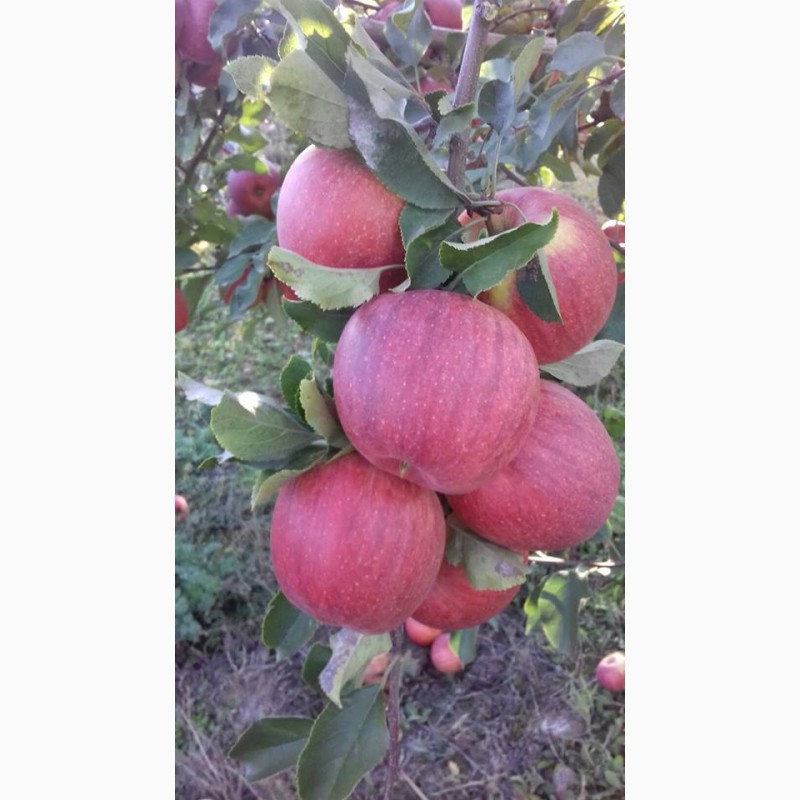 Продам оптом яблука із власного саду