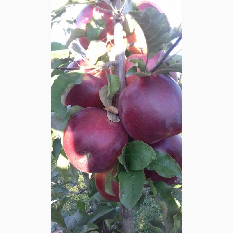 Фото 3. Продам оптом яблука із власного саду