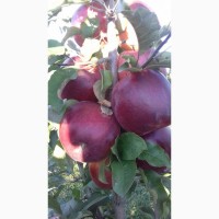 Продам оптом яблука із власного саду