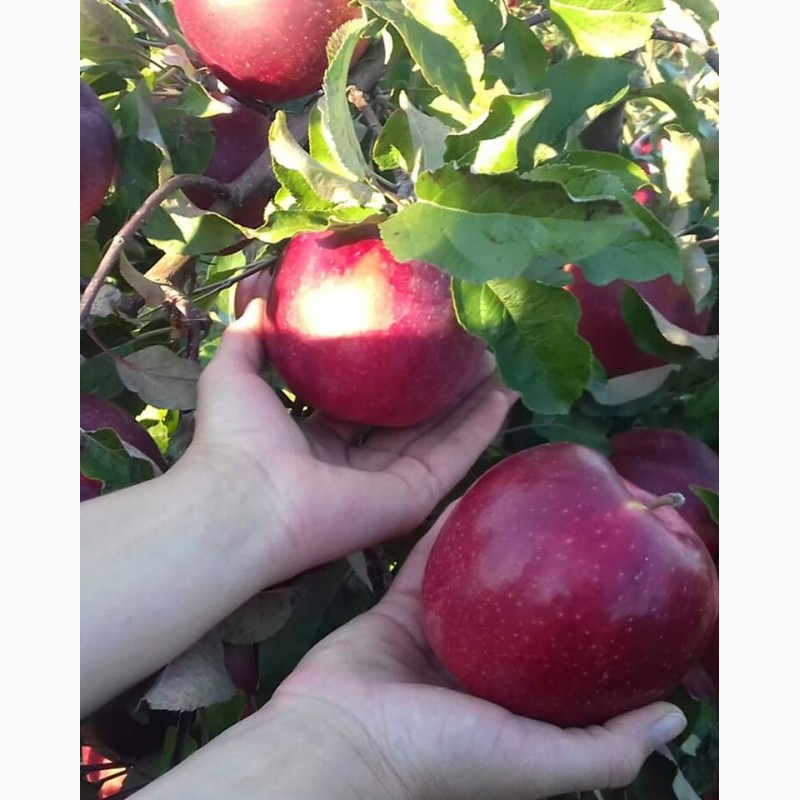 Фото 5. Продам оптом яблука із власного саду