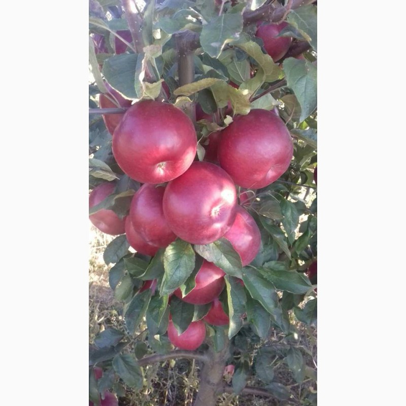 Фото 6. Продам оптом яблука із власного саду
