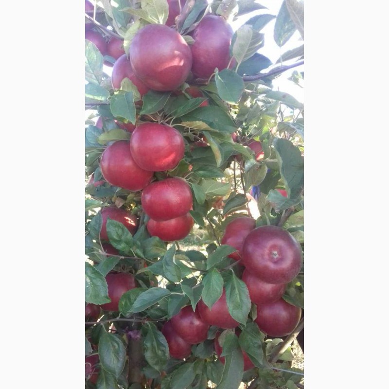 Фото 7. Продам оптом яблука із власного саду