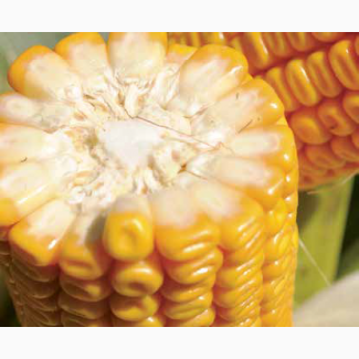 Насіння кукурудзи Jodie / Джоді (ФАО-380) від Аграрні Стратегії