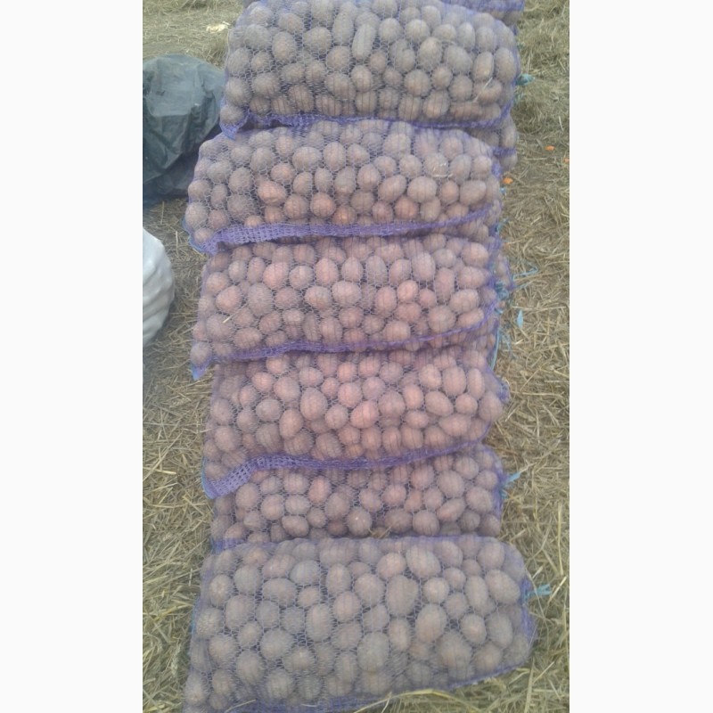 Фото 4. Продам семенной картофель, сорт белароса