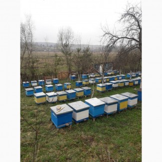 Продам бджолопакети 4р.р. в кількості 100 -150 шт