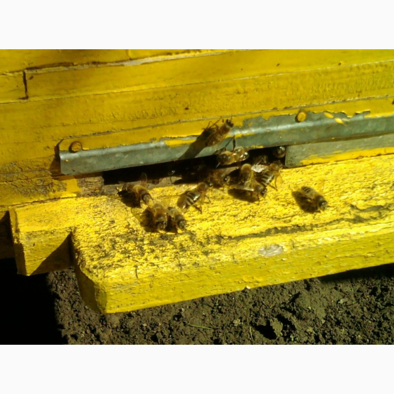 Фото 5. Продам бджолопакети