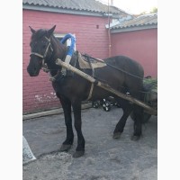 Продам коня живым весом