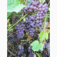 Продам саженцы винограда Американского Юпитер бескосточкового