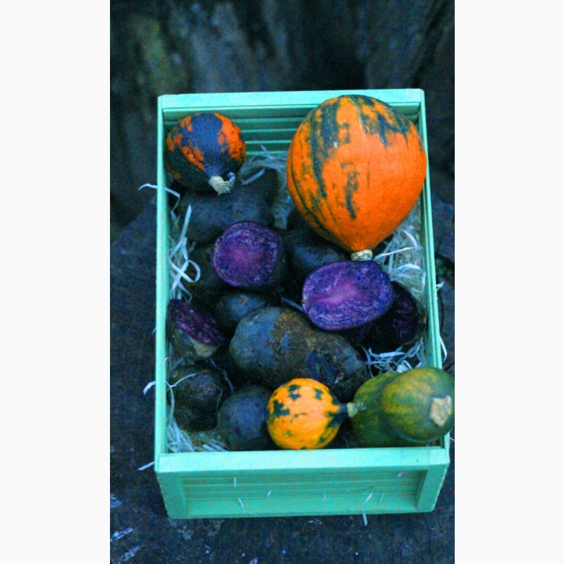 Фото 4. Фиолетовый картофель, фіолетова картопля, сорту Вітелот(Vitelotte)