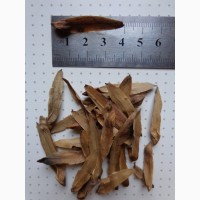 Семена Лириодендрон, Тюльпанное дерево (50шт - 20грн)
