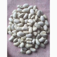 White kidney beans / Red Kidney beans / Light Sparkled Kidney Beans