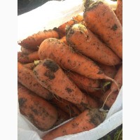 Продам морковь сорт абака