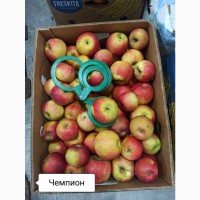 Продам яблука асортимент великий об#039;єм