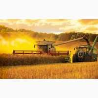Кукуруза куплю по територии Украины