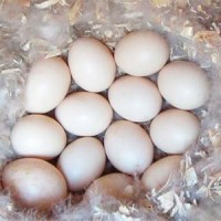 Инкубационные яйца бройлеров уток