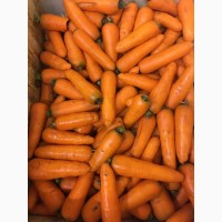 Морковь мытая оптом